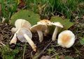 Hygrophorus lindtneri